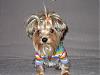 Pictures of yorkies with 2 hair bows?-rainbow-bright.jpg