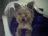 Baby Pic V.S. Most Recent Pic: Post Your Yorkie's Pic!! :D-new.jpg