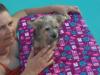 swimming yorkies-000_0347.jpg