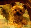 update on annie she died-photoannie44543001.jpg