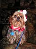 as promised all 9 - the after bath-christmasdogspics-012.jpg