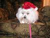 as promised all 9 - the after bath-christmasdogspics-001.jpg