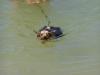 swimming yorkies-pierece-water-600-x-450-.jpg