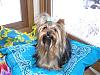 Cali had a bath today-1209bath-010-600-x-450-.jpg