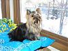 Cali had a bath today-1209bath-013-600-x-450-.jpg