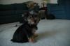 To cut or not to cut?-puppiepics2-005-993-x-660-.jpg