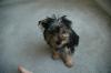 To cut or not to cut?-puppiepics2-007-993-x-660-.jpg