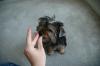 To cut or not to cut?-puppiepics2-009-993-x-660-.jpg