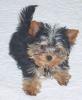 Puppy with full tail-dsc03377.jpg