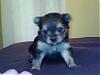 Has anybody heard of Yorkie/Poms?-puppyblack.jpg