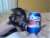 Has anybody heard of Yorkie/Poms?-puppypopcan.jpg
