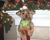 Tank's First Christmas-web-tank-stocking-close-up2-.gif