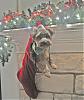 Tank's First Christmas-web-tank-stocking.gif