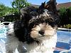 Biewer Yorkie vs. Yorkie-lola-resized-929-x-697-.jpg