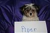 Anybody have a Morkie??-sign-name-piper.jpg