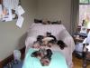 can you count the yorkies-a94-2-676-x-507-.jpg