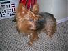 red legged yorkie-love.jpg