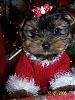 I need a Akc name for my baby!!!-mybaby3.jpg