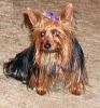 How much did you pay for your Yorkie?-boogood.jpg