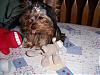 how much did your yorkie weigh at 5 months ??-indiana-my-favorite-pic-.jpg