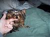 how much did your yorkie weigh at 5 months ??-indiana-17.jpg