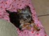 Full Speed Ahead!!! Crazy yorkie in the loose!-full-speed.jpg