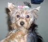 Baby Pic V.S. Most Recent Pic: Post Your Yorkie's Pic!! :D-adina4.jpg