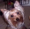 Baby Pic V.S. Most Recent Pic: Post Your Yorkie's Pic!! :D-adina2.jpg
