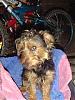 Look at this little fellow-yorkie-120-x-160-.jpg