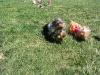 Full Speed Ahead!!! Crazy yorkie in the loose!-yorkie-meetup-chai-hef.jpg