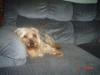 Is this a Yorkie!-gizmo-005.jpg