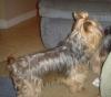 Is this a Yorkie!-gizmopics.jpg