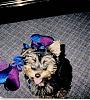 Today is Scampers Birthday!!!-scampersup.jpeg