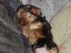 Baby Pic V.S. Most Recent Pic: Post Your Yorkie's Pic!! :D-newfs-1st-day-home.jpg