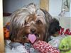 "Getting to know you" Yorkie Quiz!! :)-spanky5.jpg