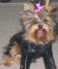 Questions from a new Yorkie mom-biker-small.jpg