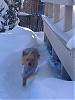 looky at all the snow!-blizzard-6.jpg