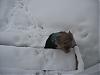 Post your Yorkie in the Snow Pictures Here!-1231111-015.jpg