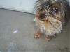 Post your Yorkie in the Snow Pictures Here!-pics-008.jpg