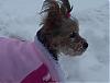 Post your Yorkie in the Snow Pictures Here!-s2.jpg