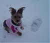 Post your Yorkie in the Snow Pictures Here!-s3.jpg