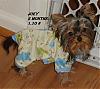 pics of under 10 pound yorkies please-joey-his-pjs.jpg