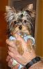 pics of under 10 pound yorkies please-joey_12_21_06.jpg
