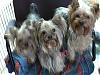 pics of under 10 pound yorkies please-lacey-jamie-clementine.jpg