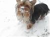 Post your Yorkie in the Snow Pictures Here!-snowface.jpg