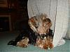 pics of 10 pound yorkies or over-jill1.jpg