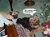 pics of 10 pound yorkies or over-ginger-jilly.jpg