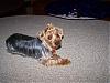 pics of 10 pound yorkies or over-100_0620.jpg