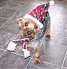 pics of 10 pound yorkies or over-toto1.jpg