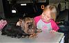 pics of 10 pound yorkies or over-img_1913.jpg